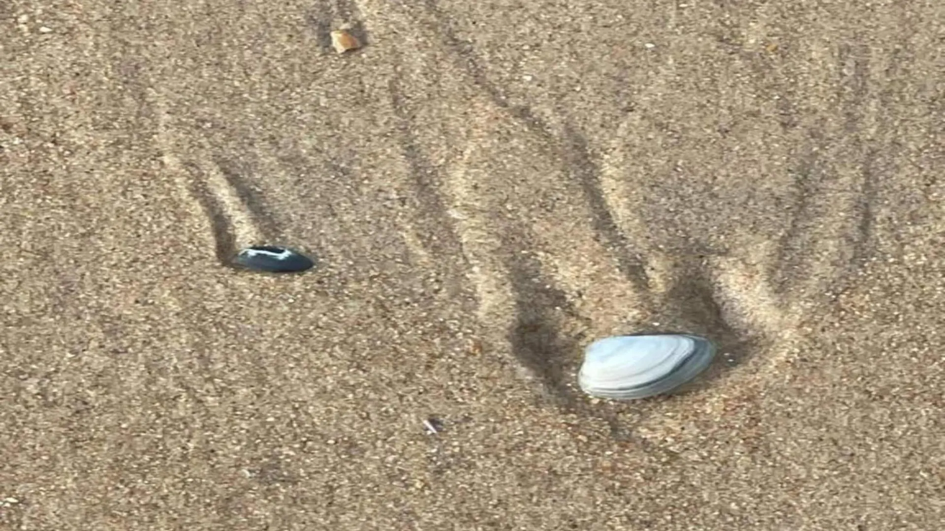 Flat In Ostend Near Belgian Coast, Cleaning Included